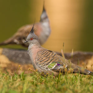 Bird perching on grass