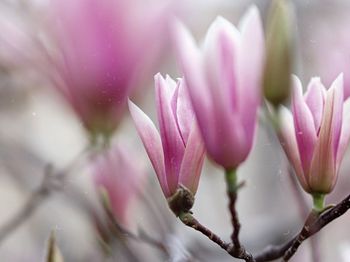 Close-up of water drops on pink flower