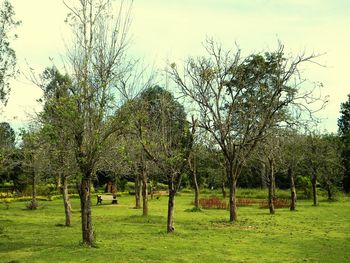 Trees on grassy field