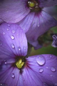 Close-up of water drops on purple flower