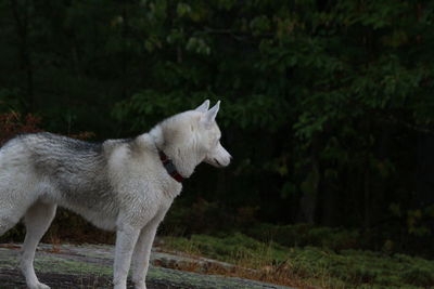 Side view of dog looking away