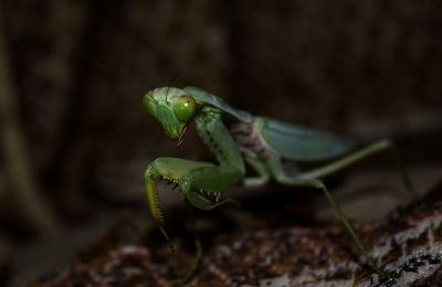 Close-up of insect on leaf