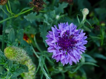 Close-up of purple flowering plant