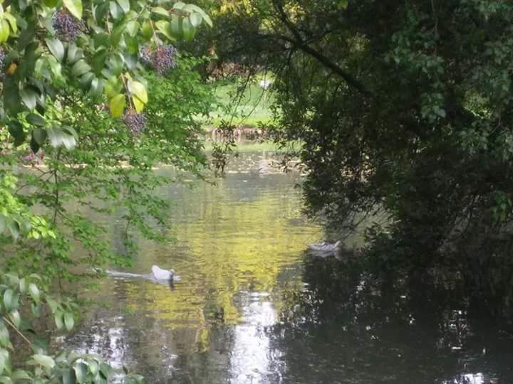 SCENIC VIEW OF LAKE AGAINST TREES