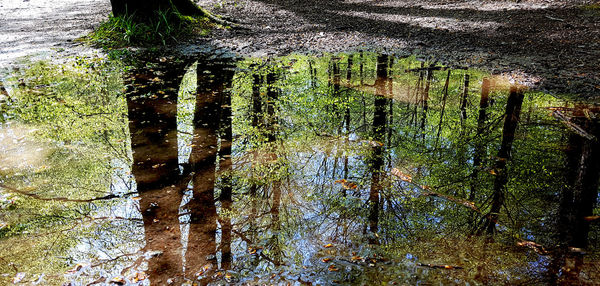 Reflection of trees in water