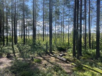 Trees in forest