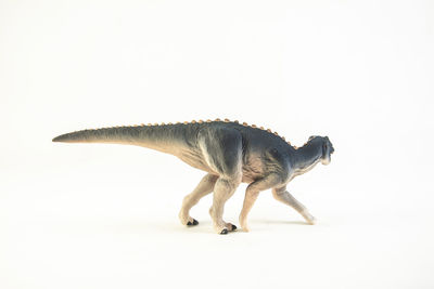 Side view of dog against white background