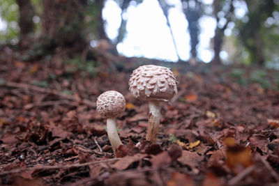 Close-up of mushroom on field