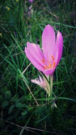 Close-up of pink crocus blooming outdoors