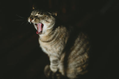 Close-up of cat yawning against black background