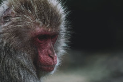 Close-up of a monkey