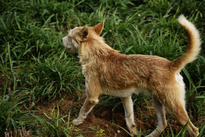 Dog standing in a field