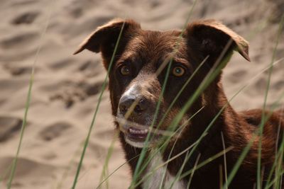 Portrait of dog on sandy beach with grass in foreground