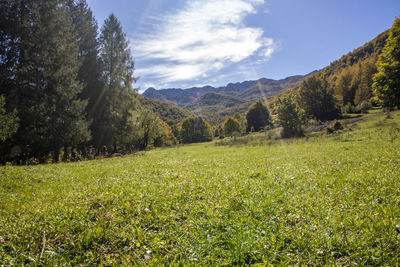 Scenic view of field against sky