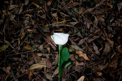 High angle view of white mushrooms growing on field