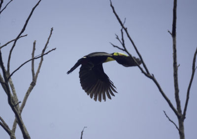 Low angle view of bird flying against sky