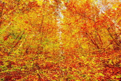 Full frame shot of autumnal trees