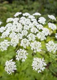 Close-up of white flowering plants on field