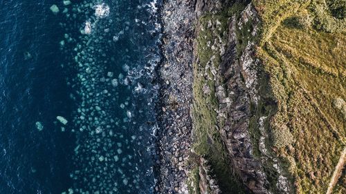 High angle view of plants on land