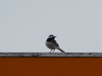 Bird perching on railing against clear sky