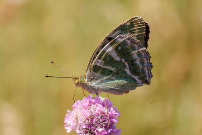 Close-up of butterfly pollinating on purple flower