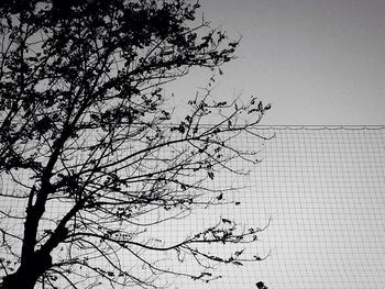 Low angle view of birds on tree against sky