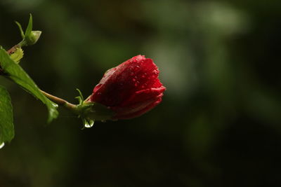 Close-up of red rose against blurred background