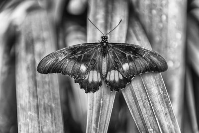 Close-up of butterfly on leaf