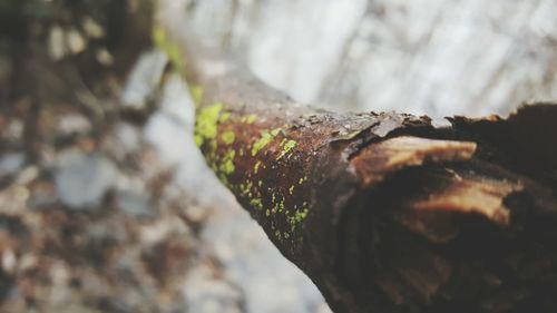 Close-up of rusty moss