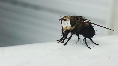 Close-up of housefly