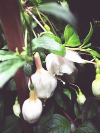 Close-up of white flowers growing on plant
