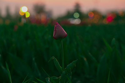 Close-up of pink flowering plant on field