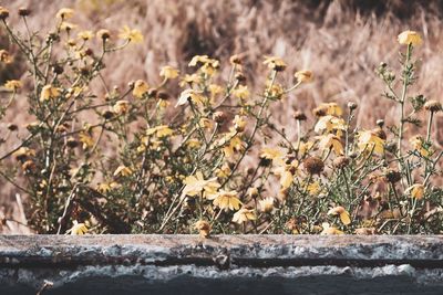 Close-up of flowering plants on field