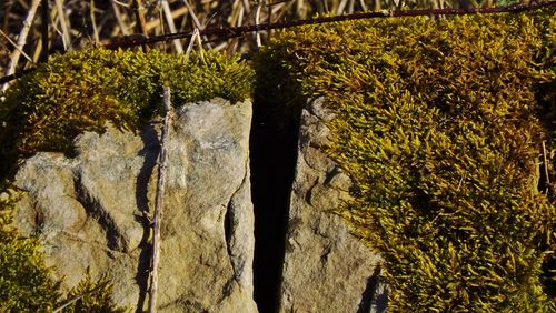 Moss growing on tree trunk