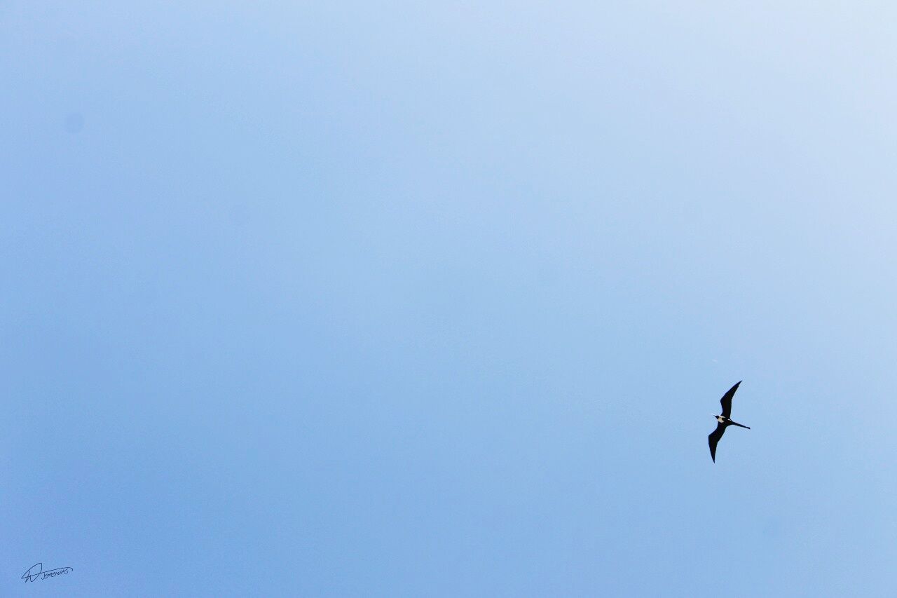 LOW ANGLE VIEW OF BIRD FLYING IN CLEAR SKY