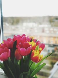 Close-up of pink tulips blooming against sky