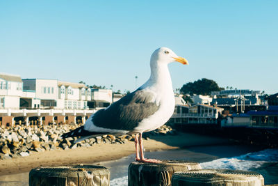 Close-up of seagull perching on wooden post against clear sky