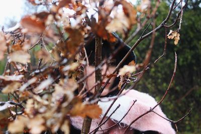 Close-up of dry leaves on branch