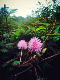 Close-up of pink flowers blooming in park