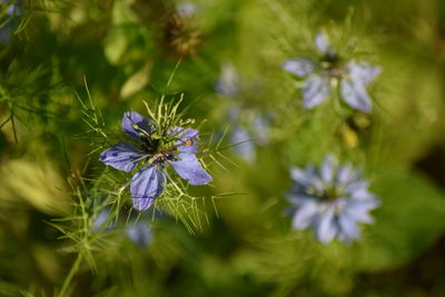 Close-up of purple flowering plant