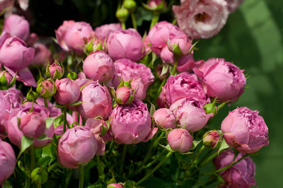 Close-up of pink flowering plants in park