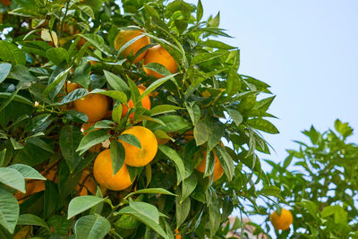 Low angle view of orange tree against sky