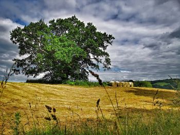 Tree on field against sky