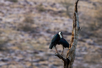 Close-up of bird perching on tree