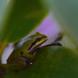 Close-up of frog on leaf