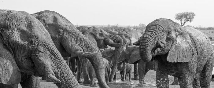 Panoramic shot of african elephants drinking water against clear sky