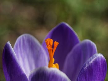 Close-up of purple crocus flowers