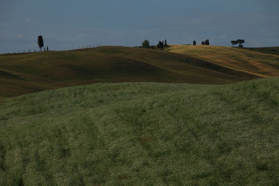 Scenic view of grassy field against sky