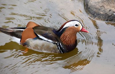 Close-up of duck swimming in lake