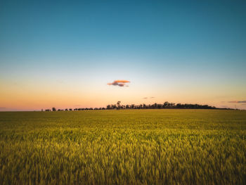 Scenic view of agricultural field against sky during sunset